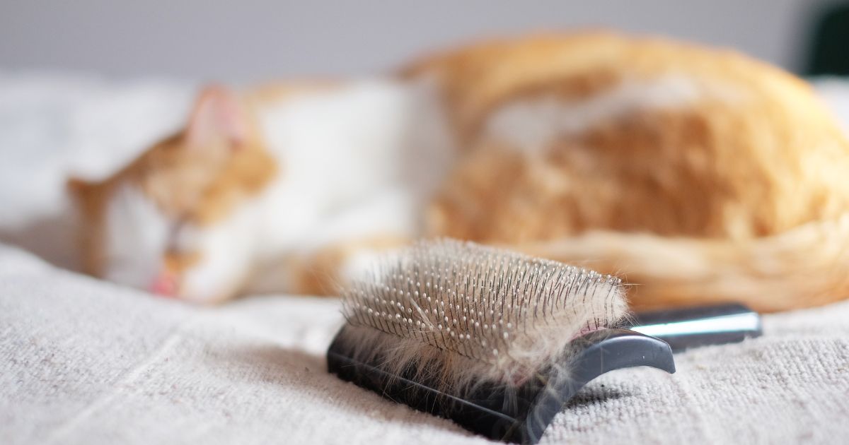 6 Tricks for Removing Pet Hair from Furniture and Clothes - The Happy House  Cleaning